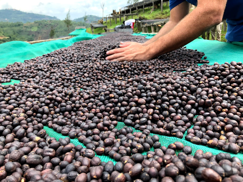 How AI Is Transforming Coffee Farming and Shaping the Future of Coffee