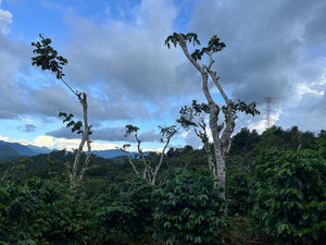 House Blend - Colombia, El Salvador, Guatemala