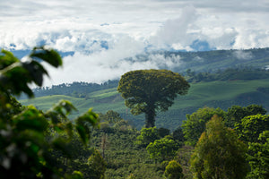 Christmas Single Origin - Aquiares Robelo, Costa Rica (Natural)