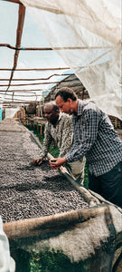 Bekele Yutute (Anaerobic Natural) - Ethiopia