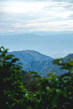 Load image into Gallery viewer, Finca Canta Ranas (Washed) - Colombia