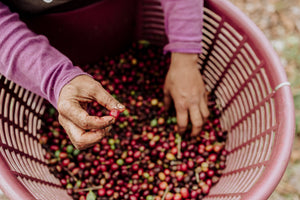 Christmas Single Origin - Aquiares Robelo, Costa Rica (Natural)