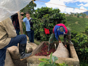 Agualinda (Extended Fermentation) - Colombia