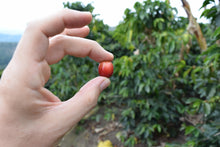 Load image into Gallery viewer, La Piragua (Natural) - Colombia