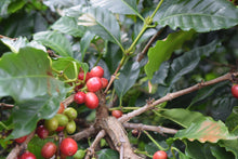 Load image into Gallery viewer, La Piragua (Natural) - Colombia